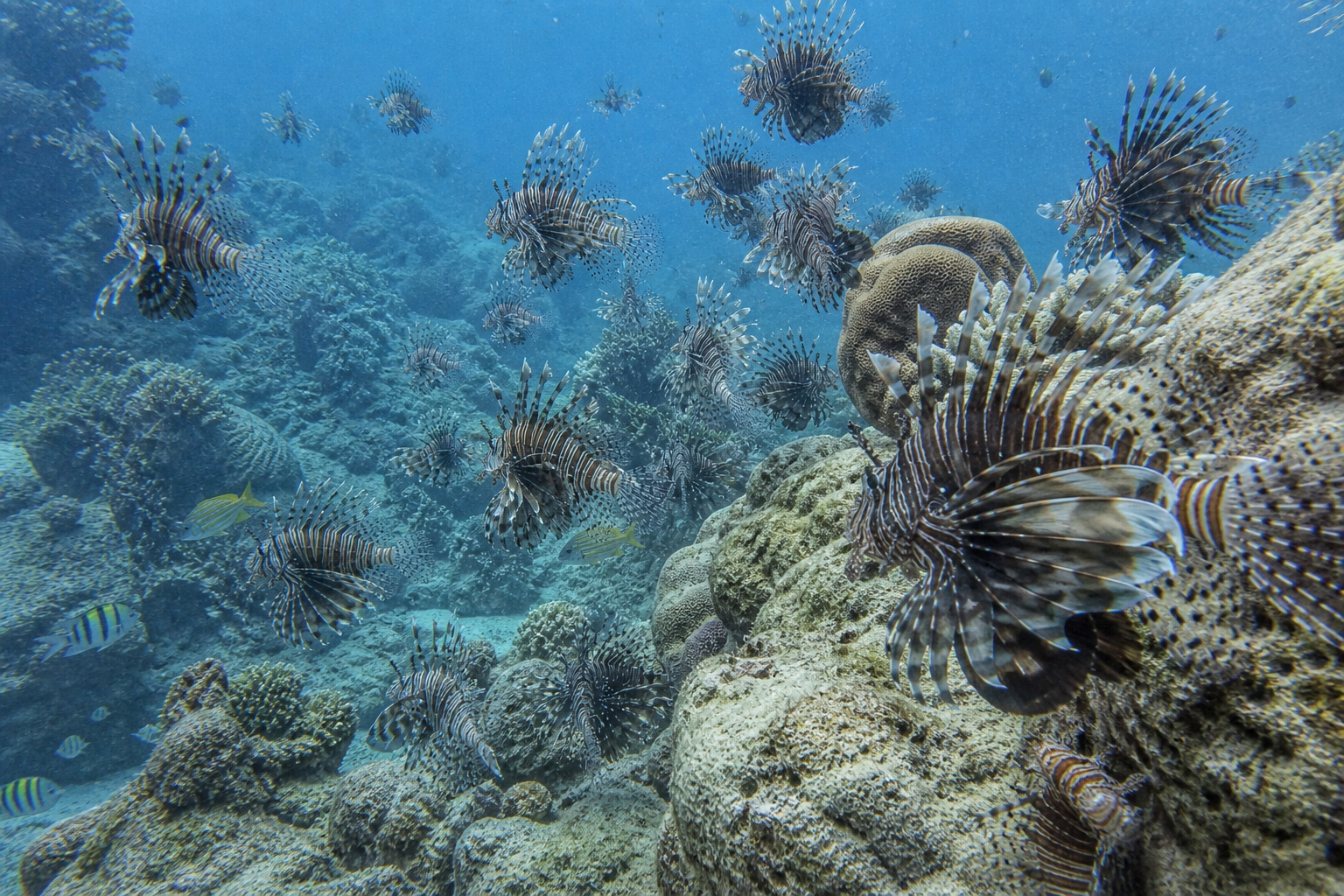 Invasive lionfish dominating coral reef ecosystem and reducing native fish populations